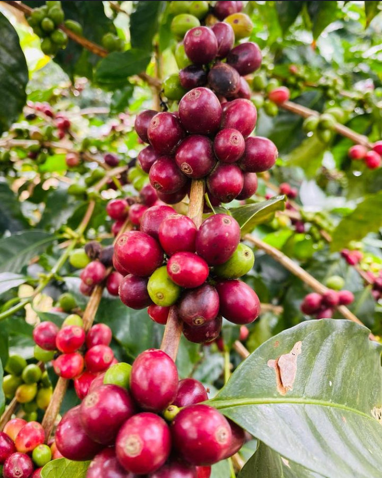 Premium Classic Coffee