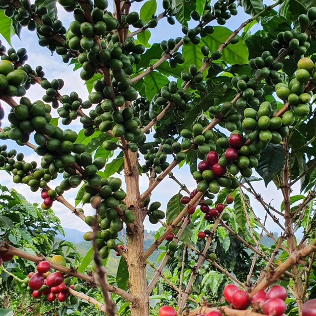 Coffee plants at Acevedo Colombia
