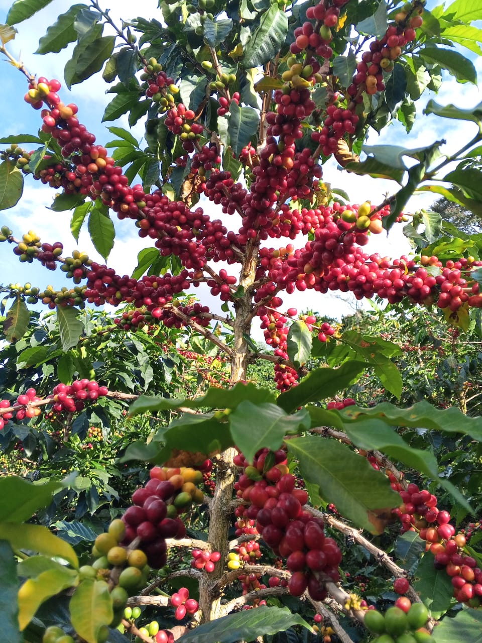 Ripe red and green coffee cherries growing on La Esperanza family farm in Huila, Colombia, the source for brewing Andaky Coffee.