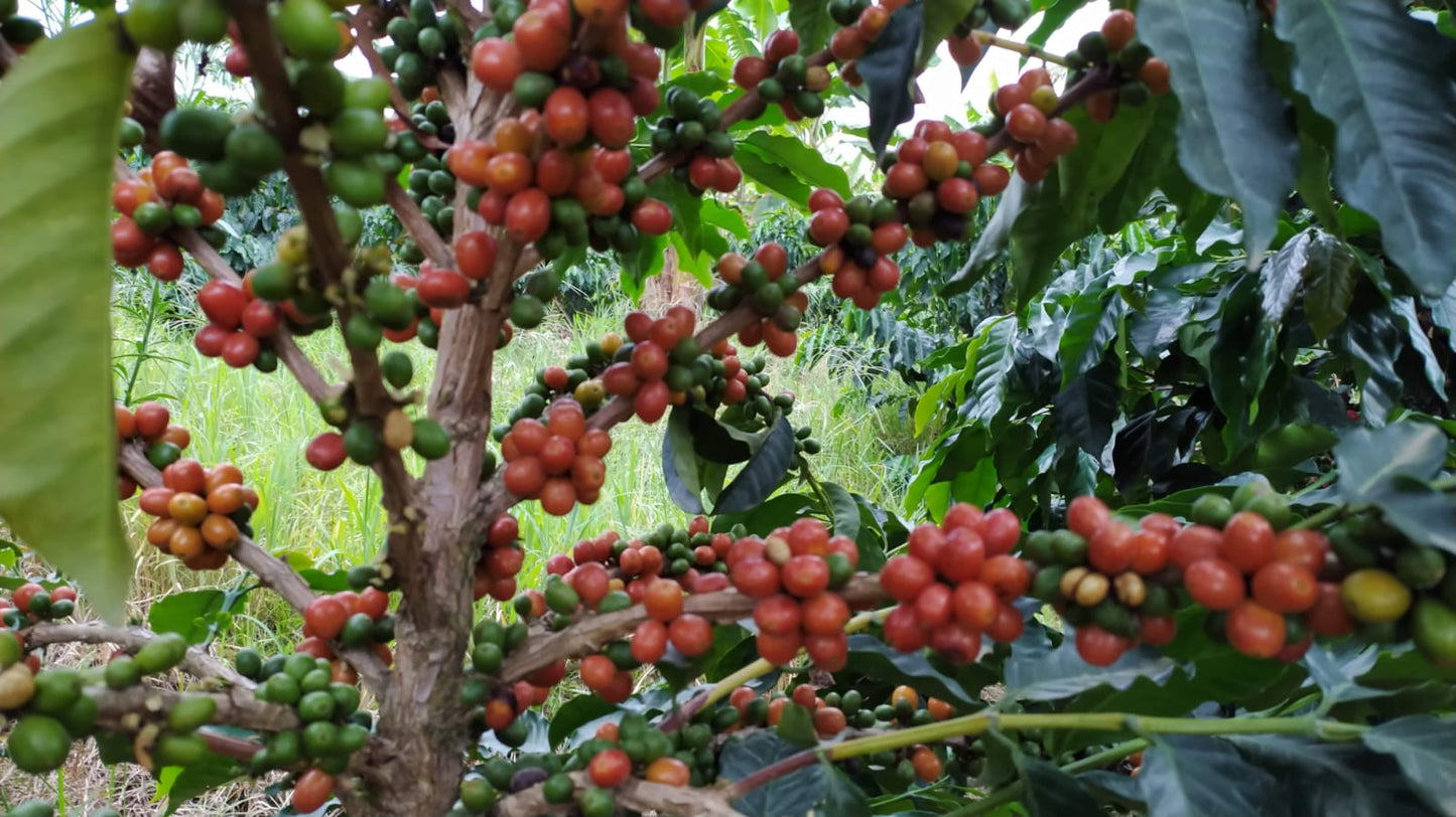 Colombia Single Origin