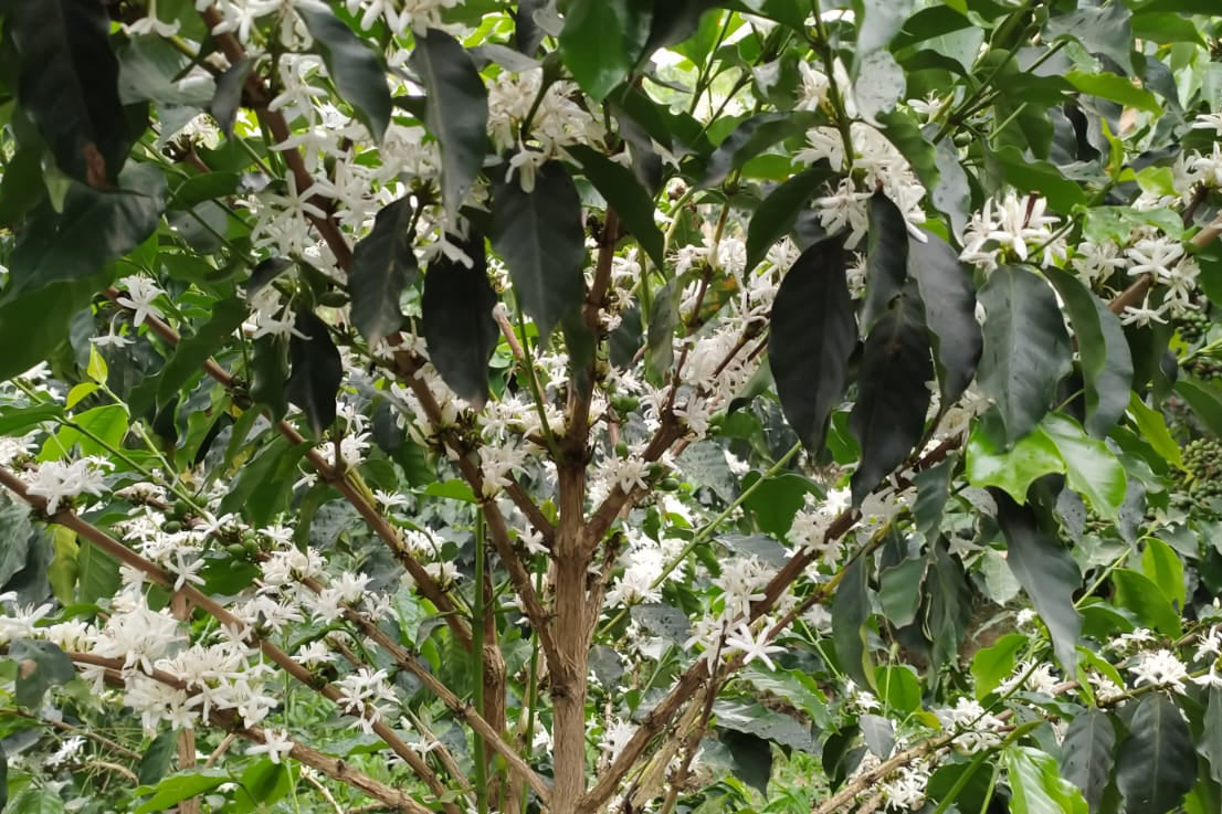 White coffee blossoms on plants at our family farm in Huila, Colombia, representing the start of the specialty coffee harvest for our Melbourne and Geelong wholesale partners.