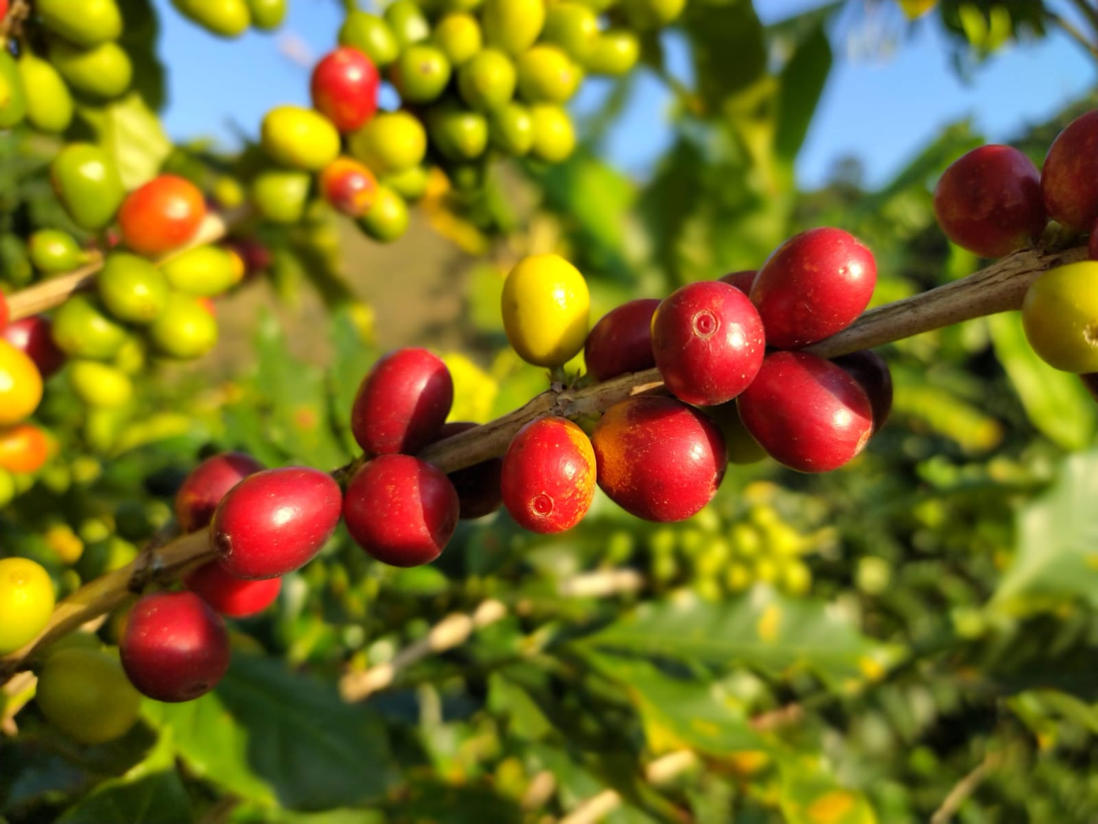 Vibrant specialty coffee cherries ripening at La Esperanza farm in Huila, Colombia, sourced directly for our coffee roastery in Geelong and Melbourne.
