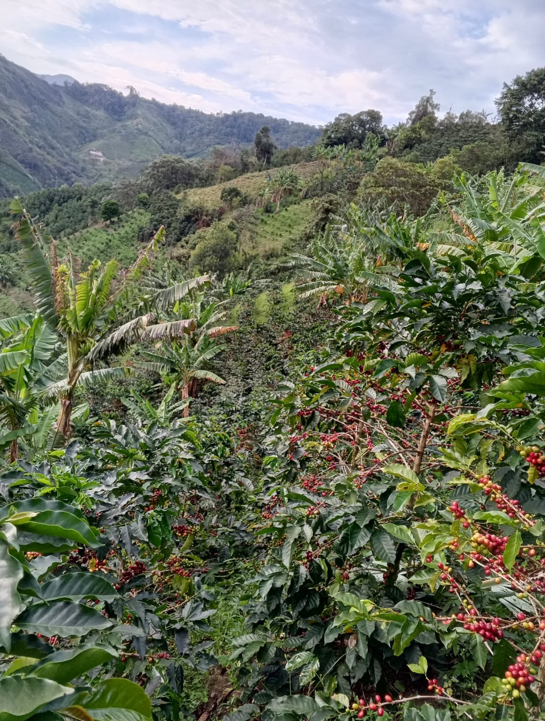 Lush coffee plantations at La Esperanza farm, ensuring 100% traceable, premium Colombian coffee from our family to your cup.