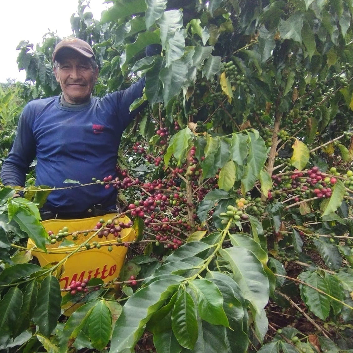 Don Anibal hand-collecting ripe specialty coffee cherries at La Esperanza farm in Huila, Colombia, for Andaky Coffee Traders' direct-trade wholesale program