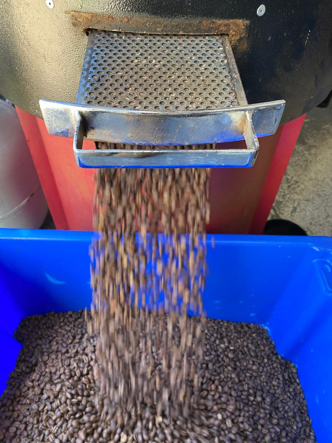Golden roasted coffee beans being collected for wholesale delivery in Geelong and Melbourne.