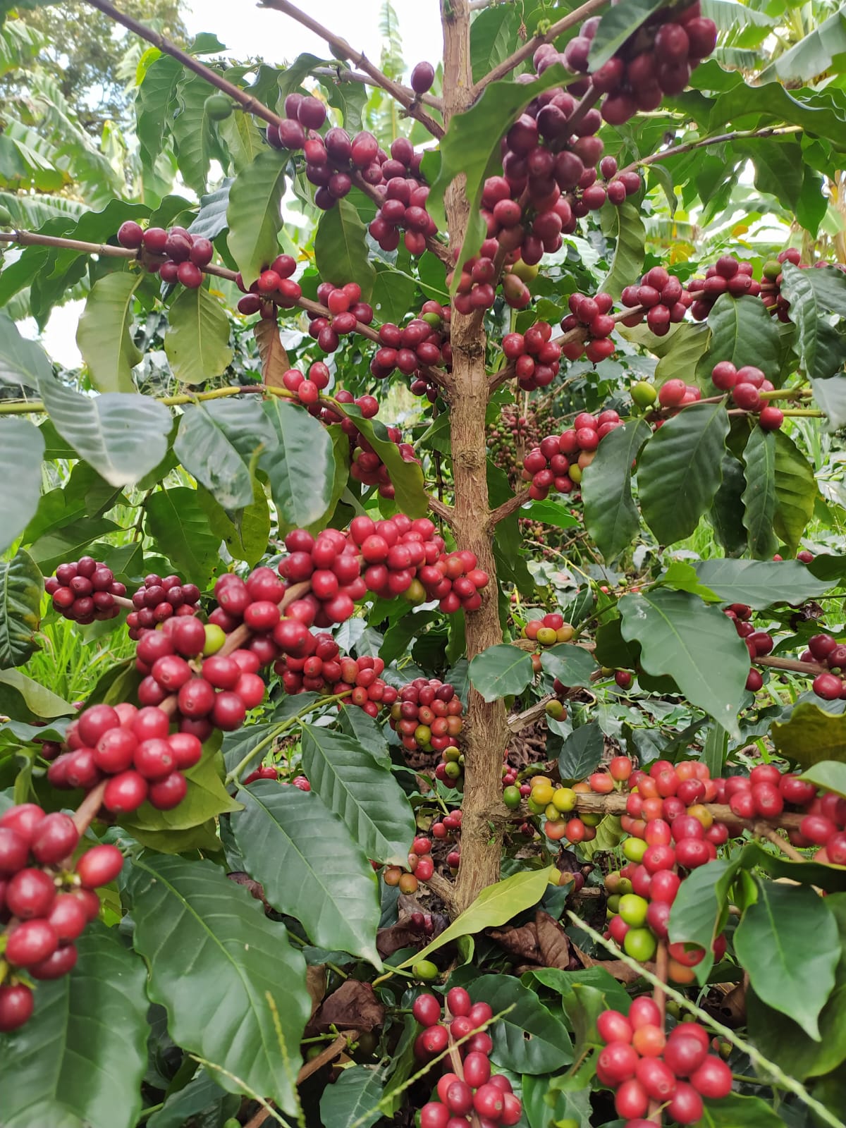 Load video: Ripe Arabica coffee harvest in Huila for our Melbourne and Geelong customers.