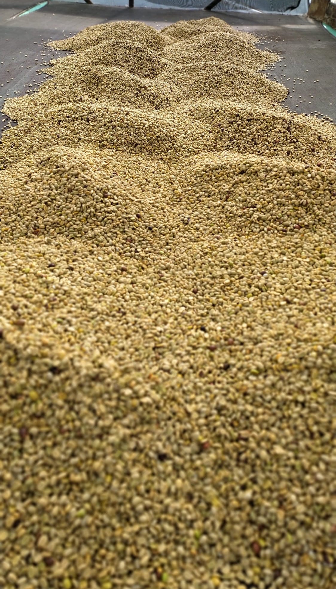Sun-drying parchment specialty coffee at La Esperanza for delivery to Victoria.