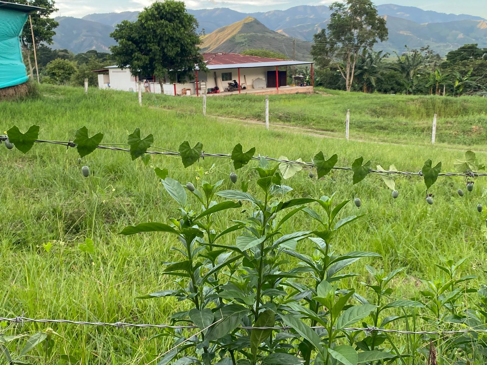 A panoramic view of the La Esperanza coffee farm landscape in Acevedo, Huila, Colombia, the direct-trade heritage origin for Andaky Coffee Traders' wholesale partners in Geelong and Melbourne.